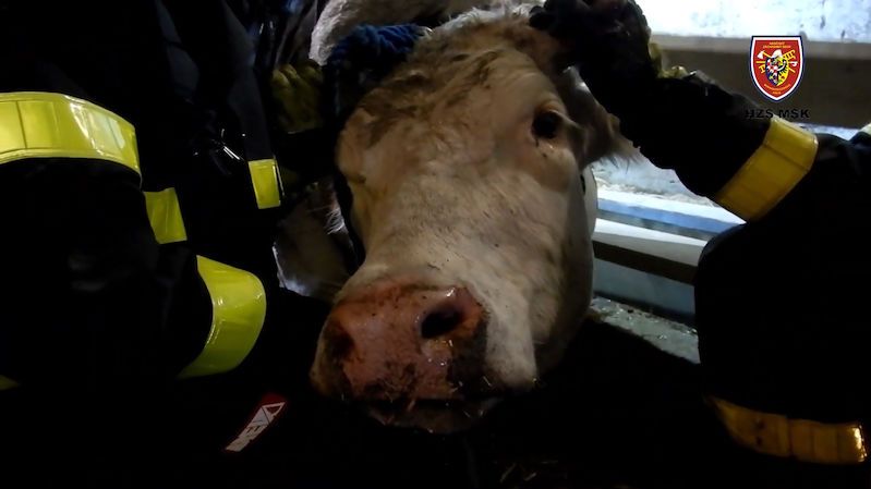 Ostravští hasiči zachránili z jímky čtyřsetkilovou krávu